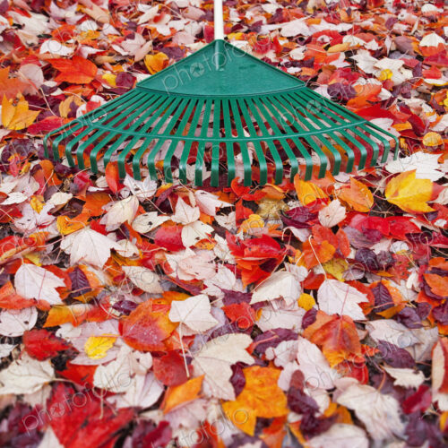 Green plastic garden rake lying on carpet of red and orange autumn leaves. Green plastic garden rake lying on carpet of red and orange autumn leaves.