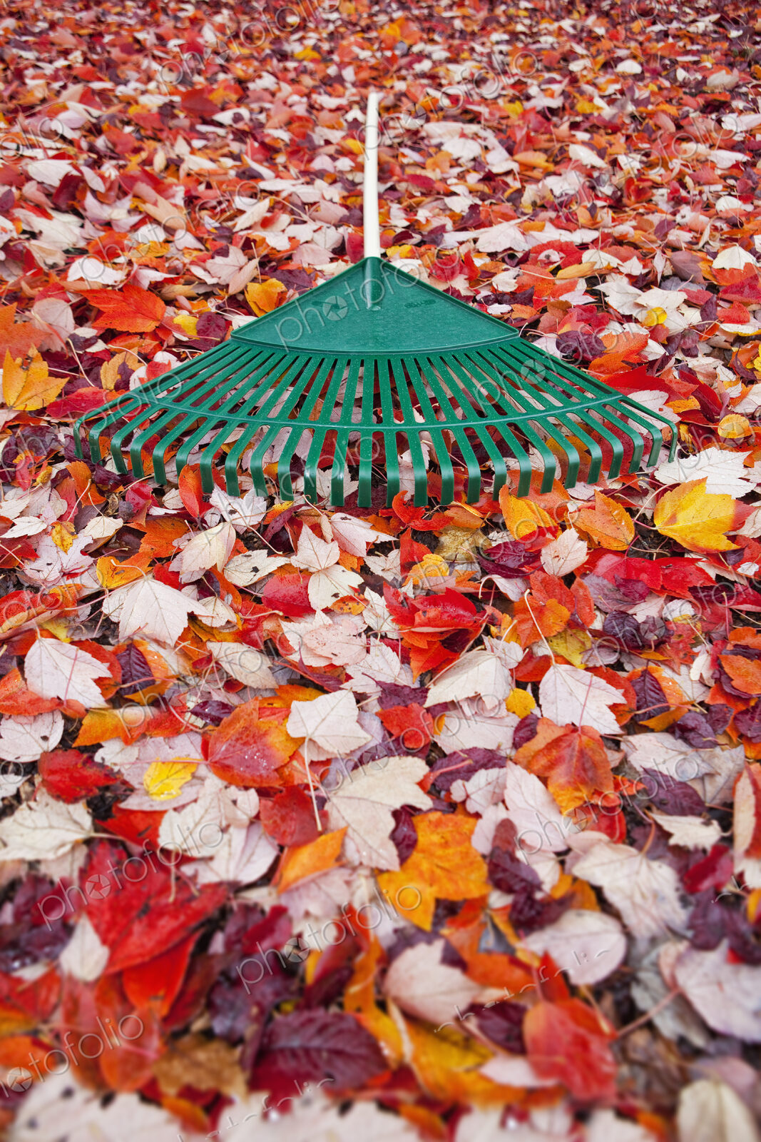 Green plastic garden rake lying on carpet of red and orange autumn leaves.