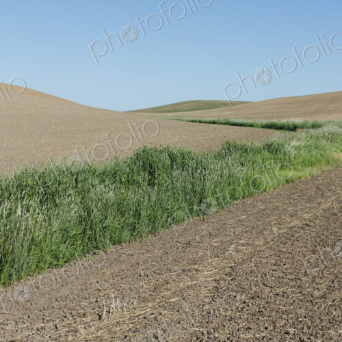 Green strip of grass growing among rolling fallow field Green strip of grass growing among rolling fallow field