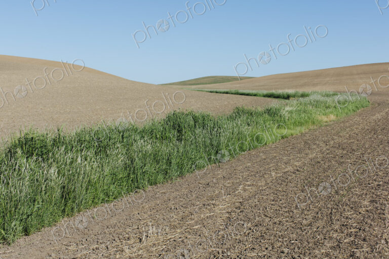 Green strip of grass growing among rolling fallow field