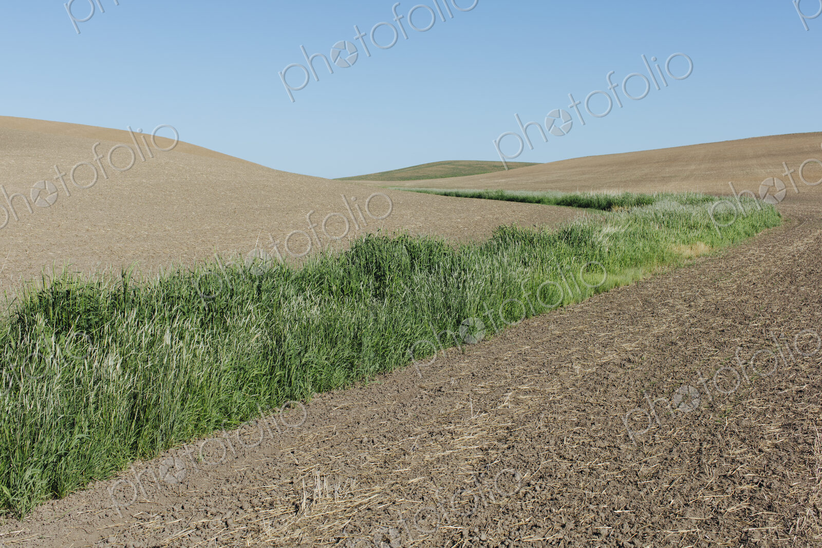 Green strip of grass growing among rolling fallow field