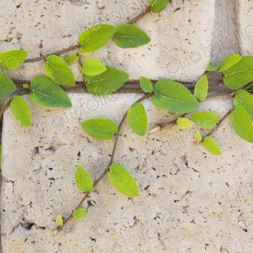 Green vines growing in the cracks of a block wall