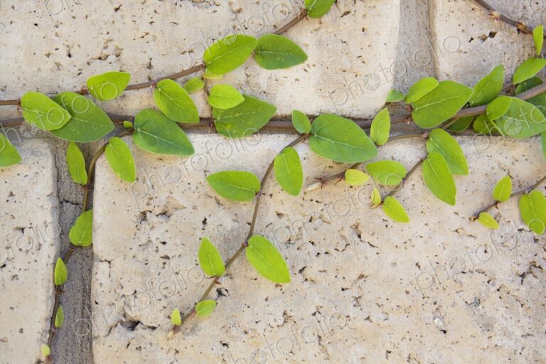 Green vines growing in the cracks of a block wall