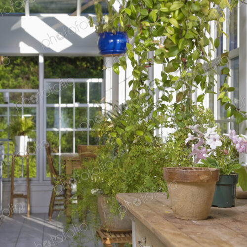 Greenery in a Garden Store
