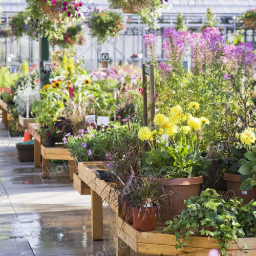 Greenhouse display with potted plants and hanging baskets over hanging baskets in…