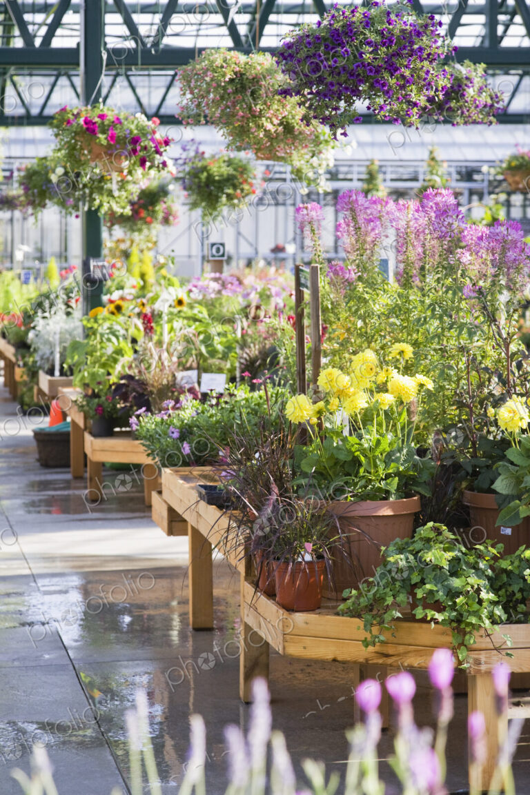 Greenhouse display with potted plants and hanging baskets over hanging baskets in…
