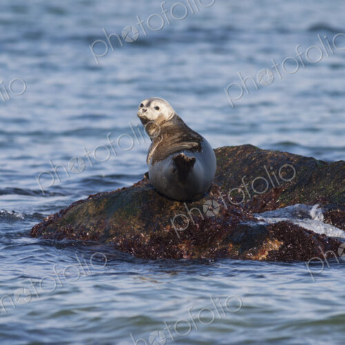 Grey Seal resting on a rock in ocean. Grey Seal resting on a rock in ocean.