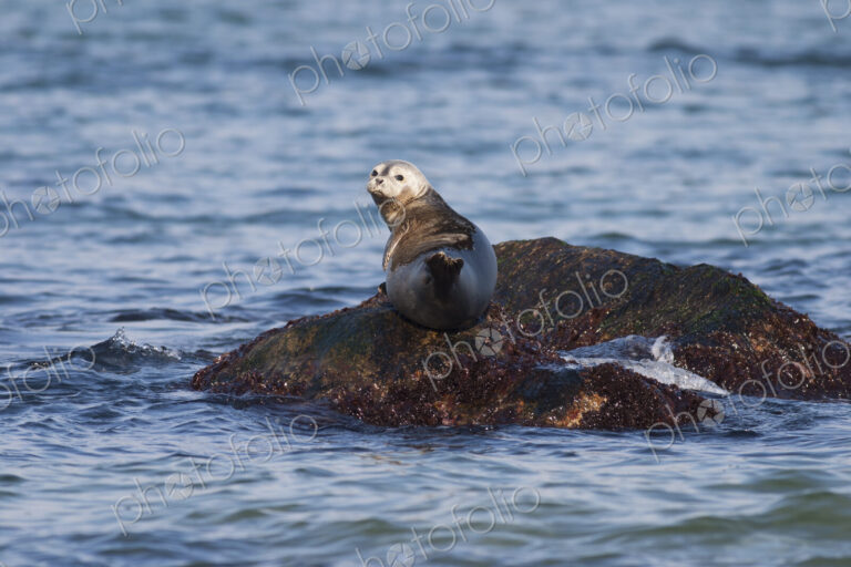 Grey Seal resting on a rock in ocean.