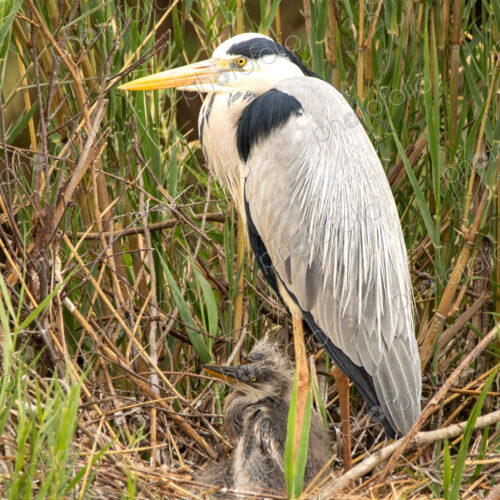 Grey heron, Ardea cinerea, with chicks in a nest. Grey heron, Ardea cinerea, with chicks in a nest.