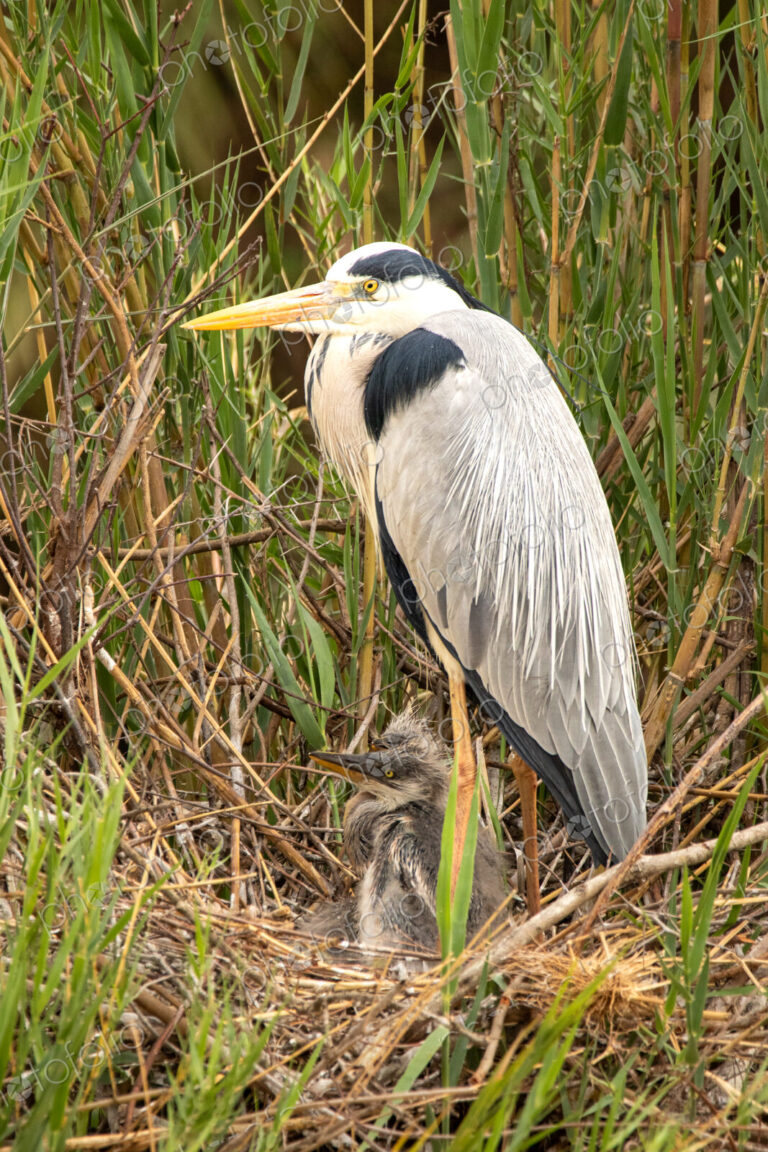Grey heron, Ardea cinerea, with chicks in a nest.
