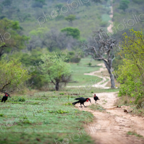 Ground Hornbills, Bucorvus leadbeateri, looking for food. Ground Hornbills, Bucorvus leadbeateri, looking for food.