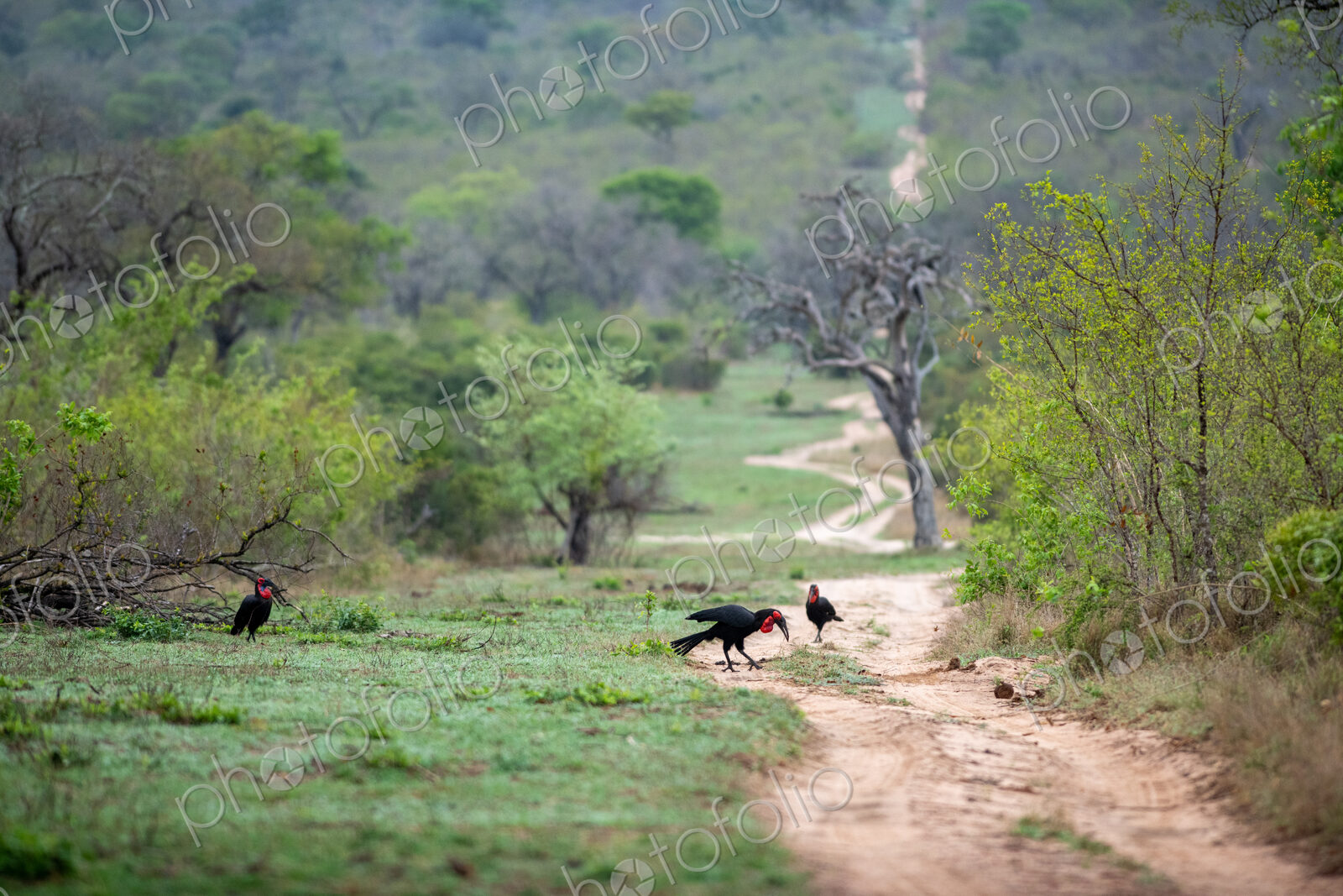 Ground Hornbills, Bucorvus leadbeateri, looking for food.
