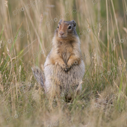 Ground Squirrel sitting in tall grass. Ground Squirrel sitting in tall grass.