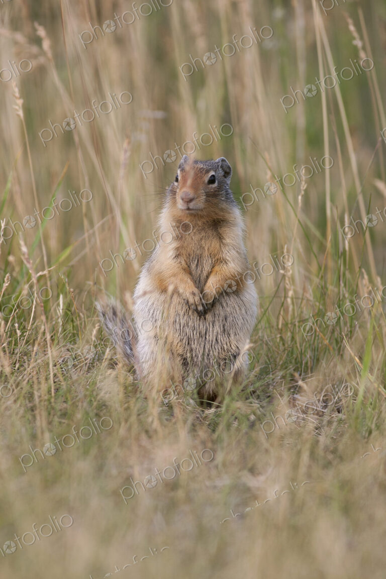 Ground Squirrel sitting in tall grass.