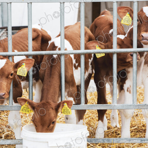Group of Guernsey calves in a metal pen on a farm.