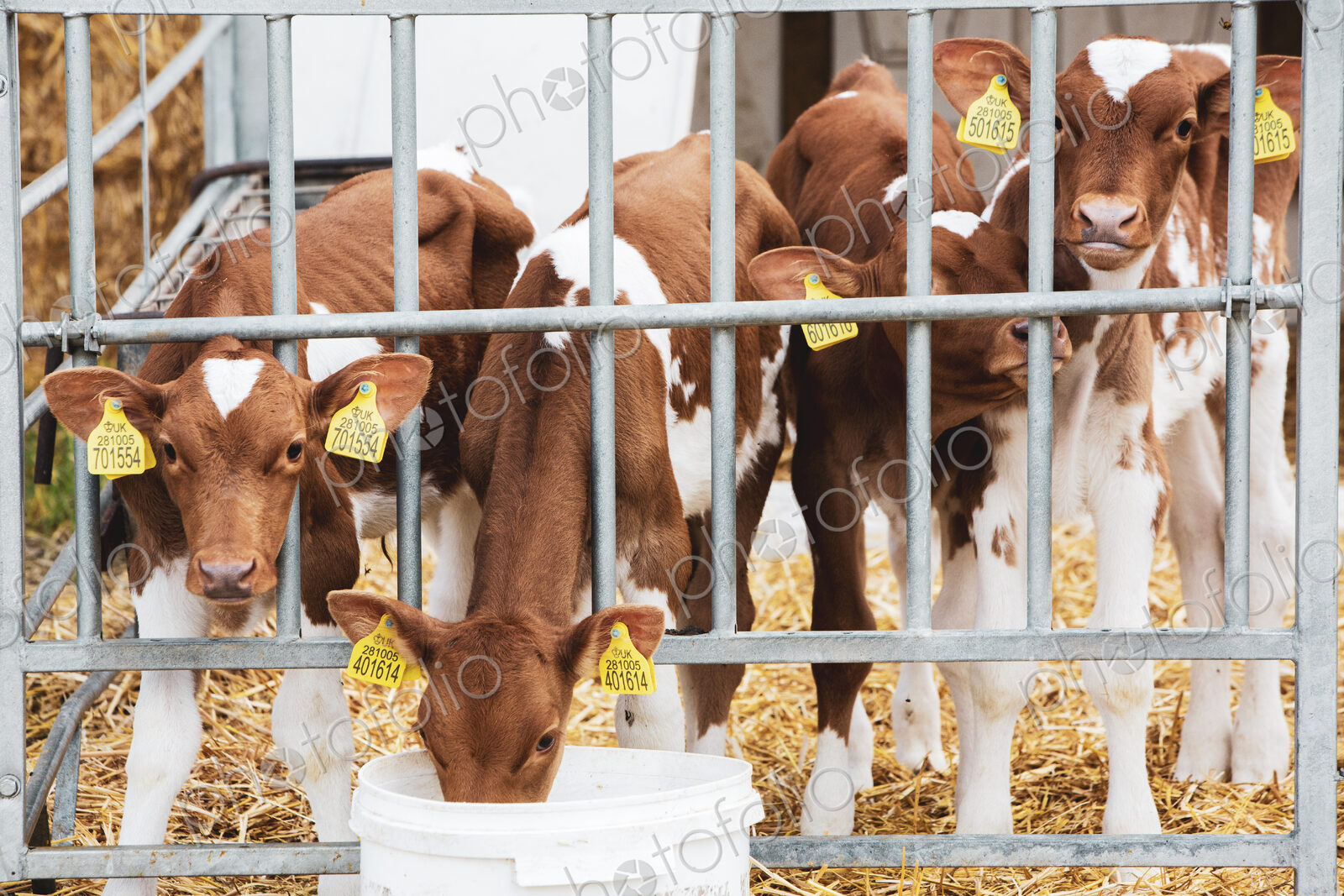 Group of Guernsey calves in a metal pen on a farm.