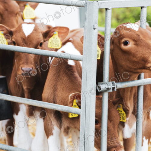 Group of Guernsey calves in a metal pen on a farm.