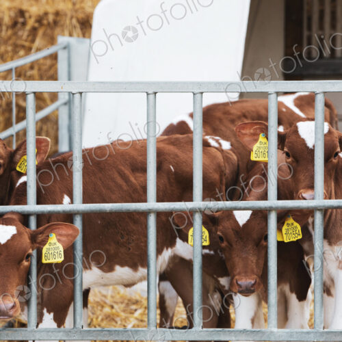Group of Guernsey calves in a metal pen on a farm.