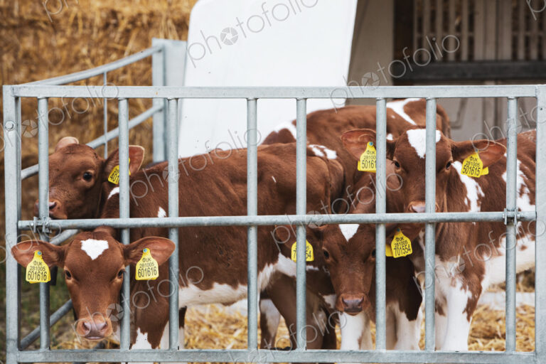 Group of Guernsey calves in a metal pen on a farm.