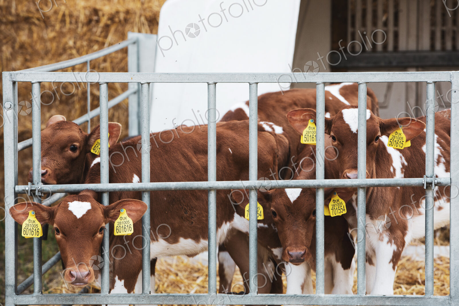 Group of Guernsey calves in a metal pen on a farm.