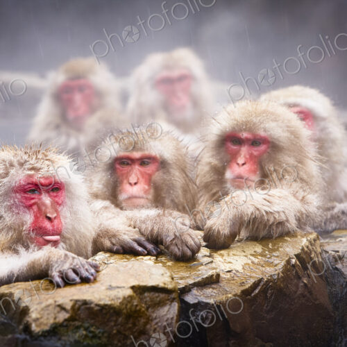 Group of Japanese Macaque, Snow Monkey, Macaca fuscata, bathing in hot spring.