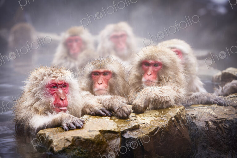 Group of Japanese Macaque, Snow Monkey, Macaca fuscata, bathing in hot spring.