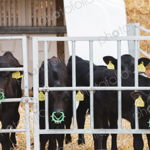 Group of black calves with spiked weaning nose rings in a metal pen on a farm.
