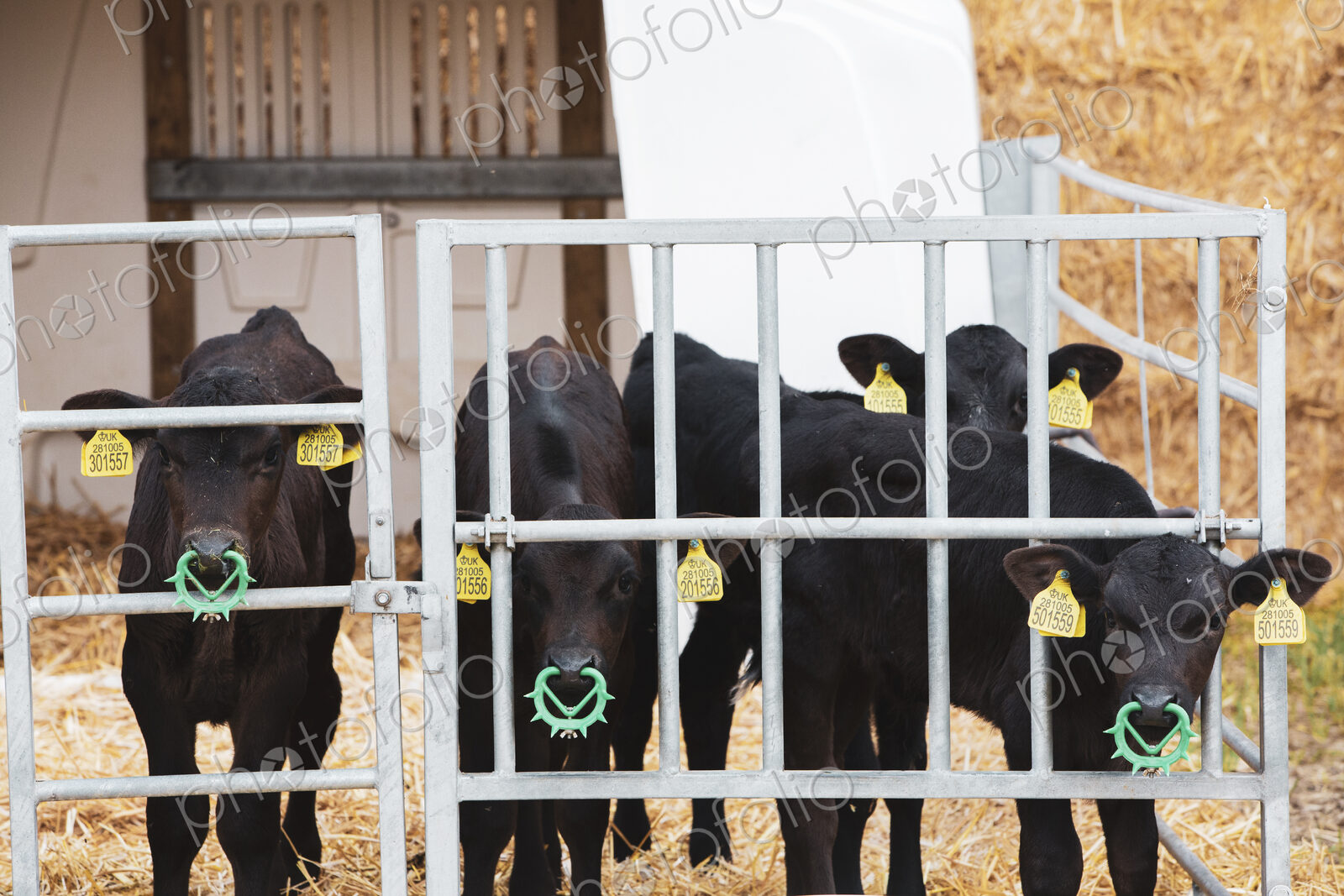 Group of black calves with spiked weaning nose rings in a metal pen on a farm.