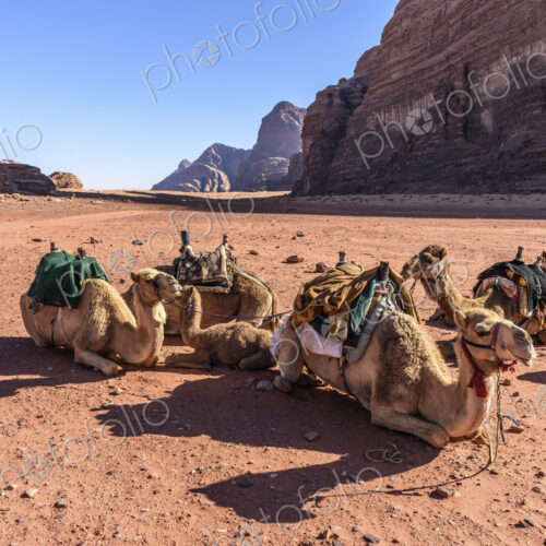 Group of camels resting in the Wadi Rum desert wilderness in southern Jordan.
