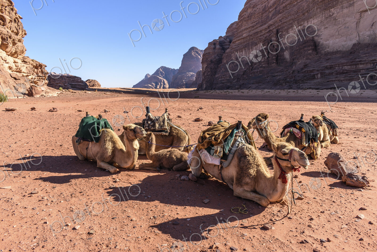 Group of camels resting in the Wadi Rum desert wilderness in southern Jordan.