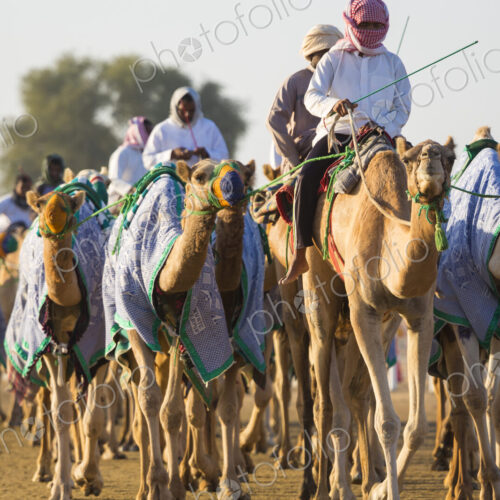 Group of men riding on camels along a dusty road. Group of men riding on camels along a dusty road.