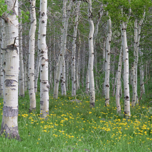 Grove of aspen trees, with white bark and bright green vivid colours in the wild…