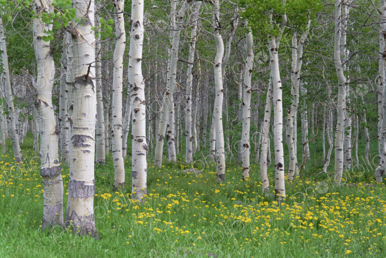 Grove of aspen trees, with white bark and bright green vivid colours in the wild…