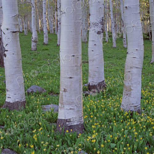 Grove of aspen trees, with white bark and bright green vivid colours in the wild…