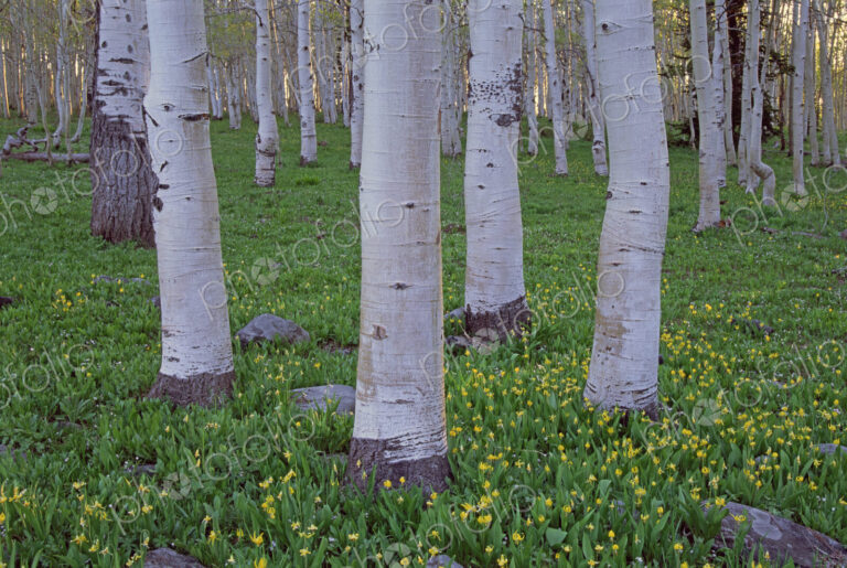 Grove of aspen trees, with white bark and bright green vivid colours in the wild…