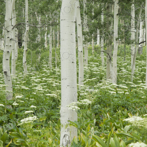 Grove of aspen trees with white bark and wild flowers growing in their shade.