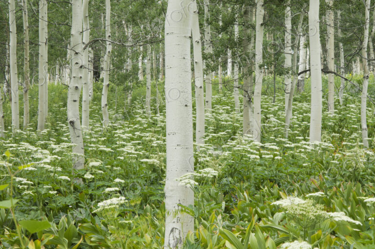 Grove of aspen trees with white bark and wild flowers growing in their shade.