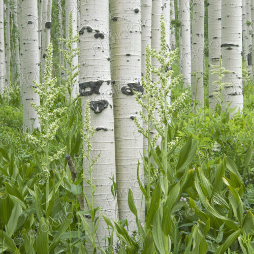 Grove of aspen trees with white bark and wild flowers growing in their shade.