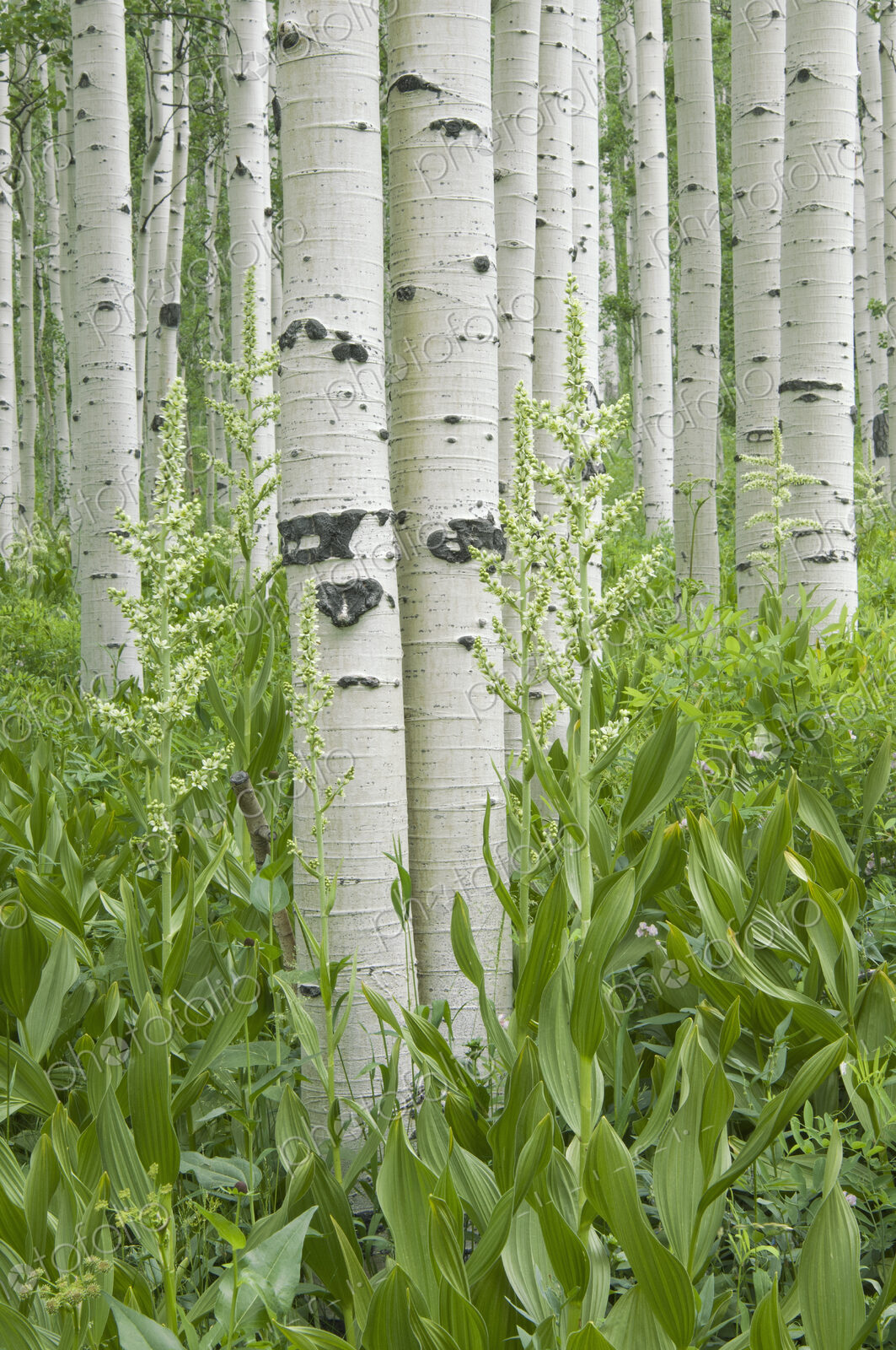 Grove of aspen trees with white bark and wild flowers growing in their shade.