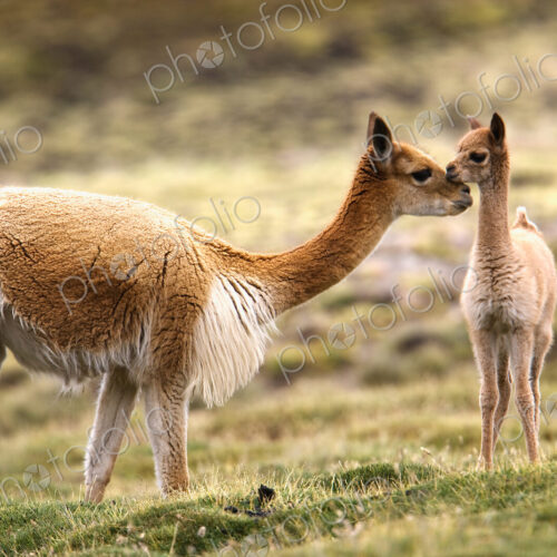 Guanaco, cria, Lauca National Park, Chile