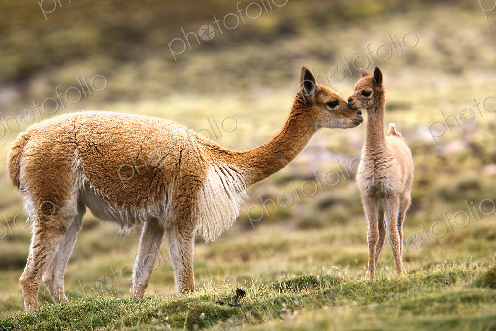 Guanaco, cria, Lauca National Park, Chile