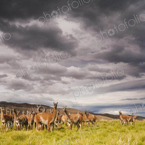 Guanacos, Lama guanicoe, grazing in the grasslands of the Torres del Paine National…