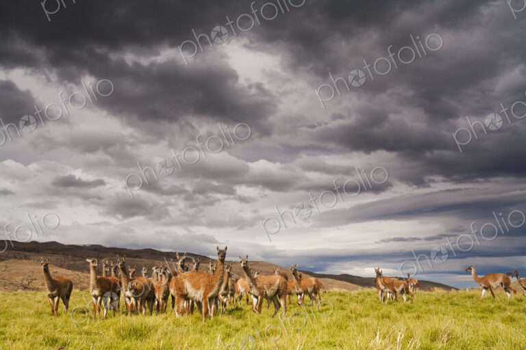 Guanacos, Lama guanicoe, grazing in the grasslands of the Torres del Paine National…