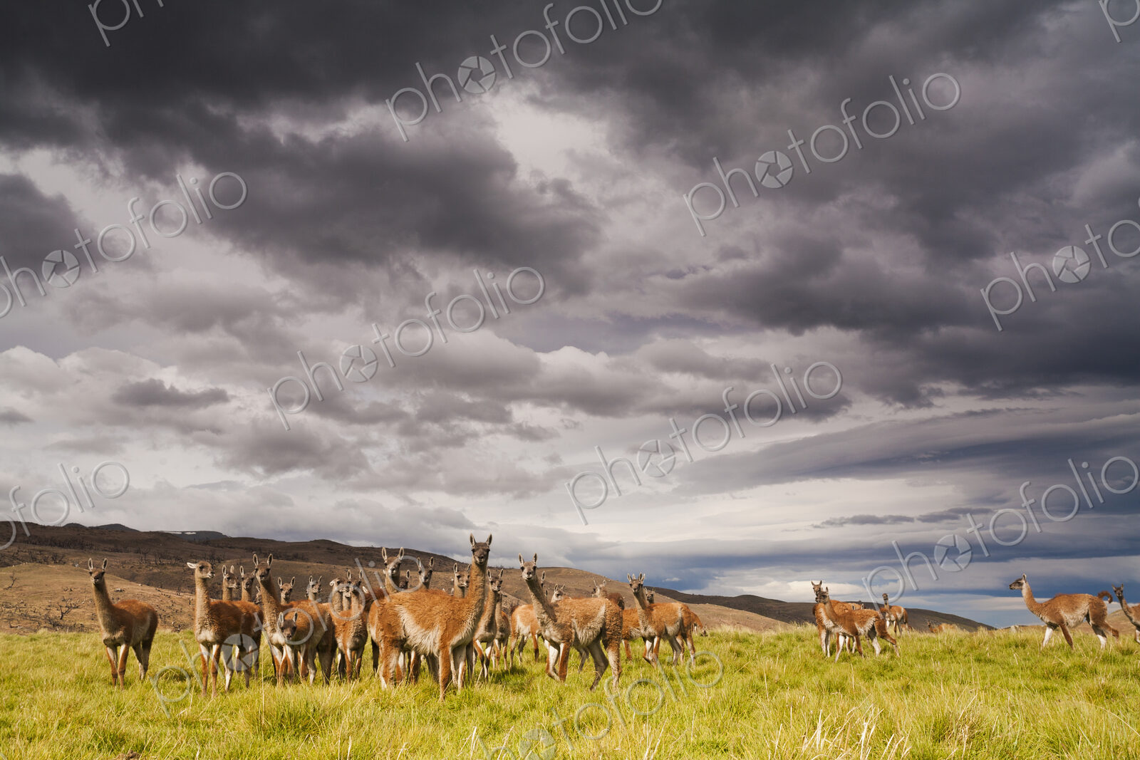 Guanacos, Lama guanicoe, grazing in the grasslands of the Torres del Paine National…
