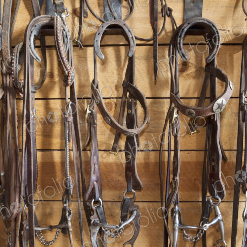 Halters in a Tack Room