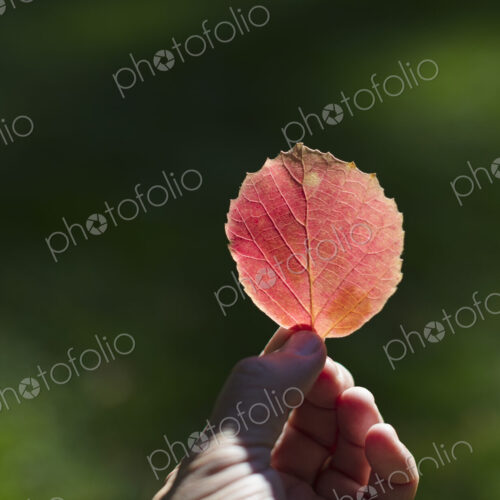Hand holding bright red leaf in autumn Hand holding bright red leaf in autumn
