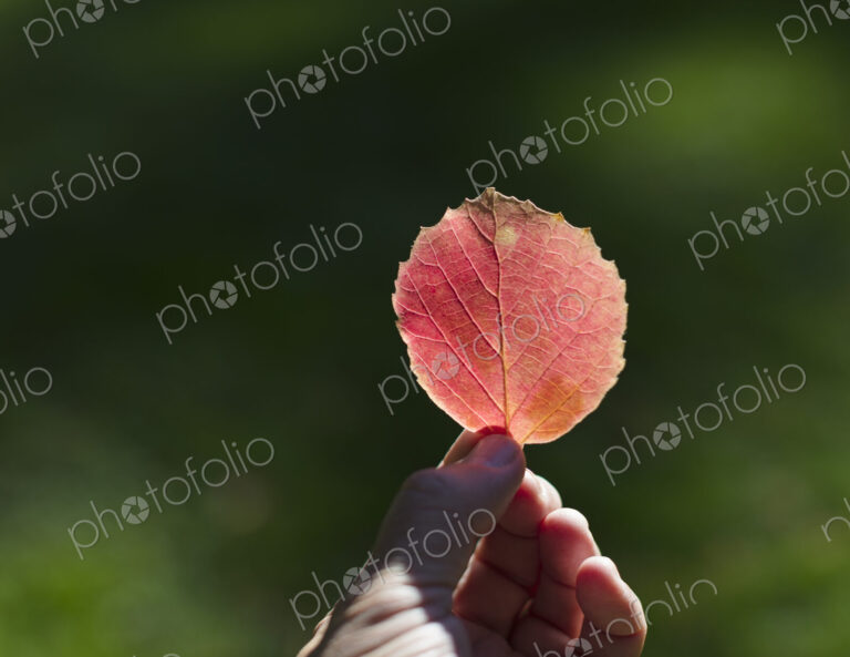 Hand holding bright red leaf in autumn