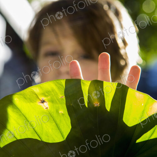 Hands of 6 year old boy casting shadow on plant Hands of 6 year old boy casting shadow on plant