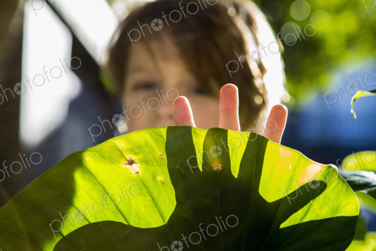Hands of 6 year old boy casting shadow on plant