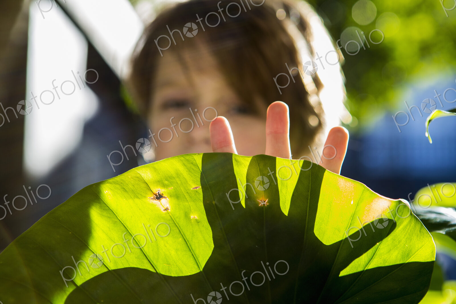 Hands of 6 year old boy casting shadow on plant